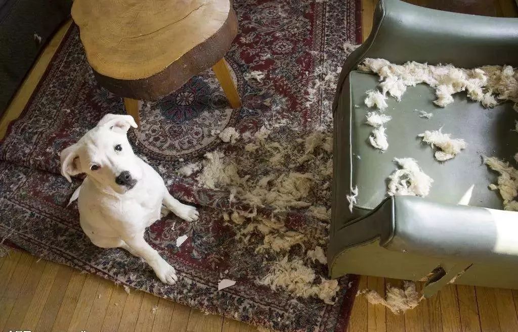 狗狗搞破坏是给主人引起注意吗,怎么阻止狗狗在家搞破坏