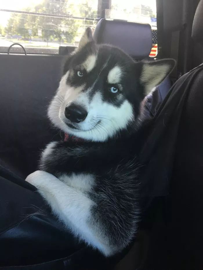 狗狗搞破坏是给主人引起注意吗,怎么阻止狗狗在家搞破坏