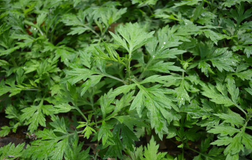 艾蒿放枕头里有什么作用,艾蒿叶装枕头有什么功效