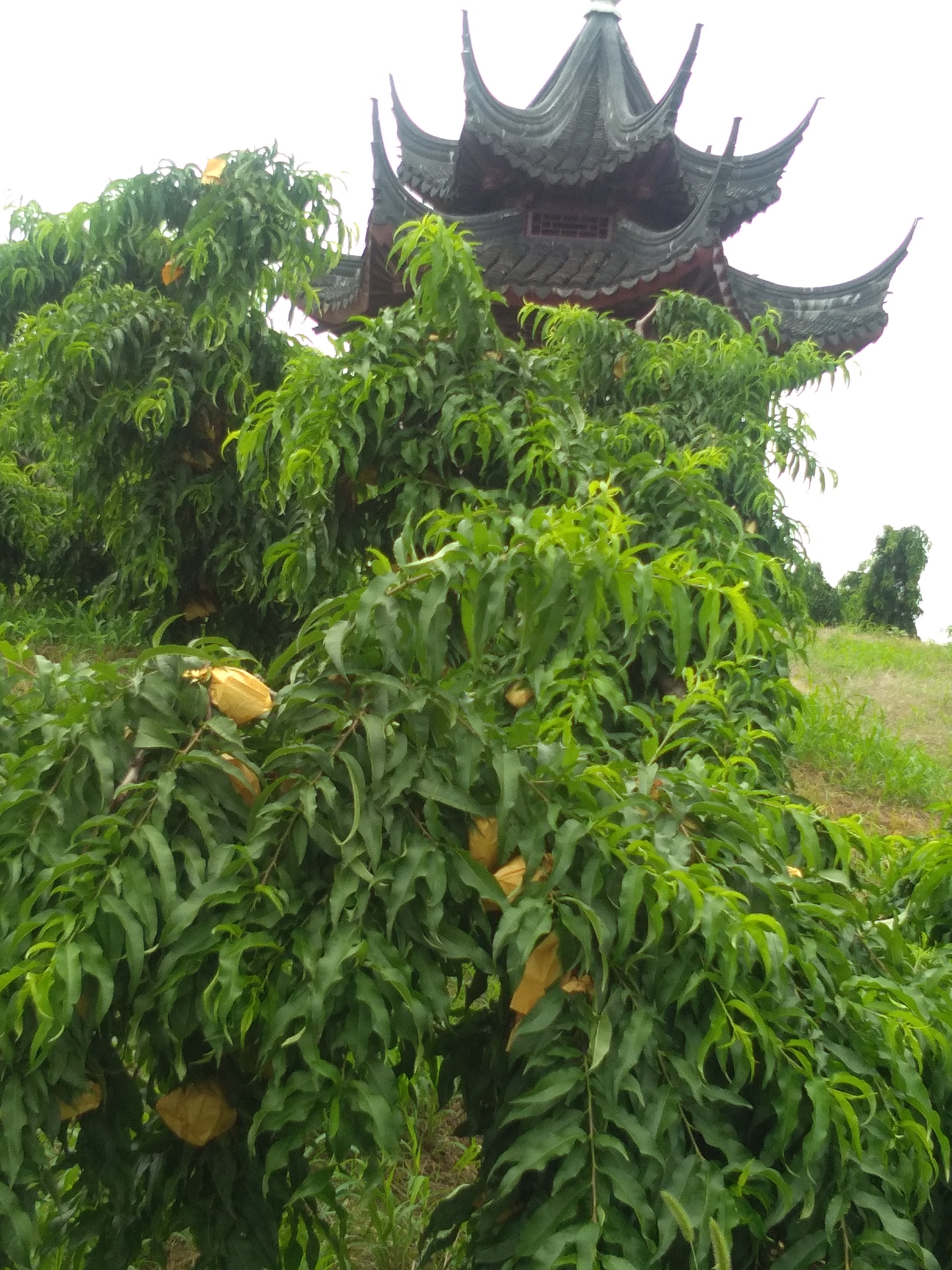 千鸟园宿迁美食,千鸟园桃缘