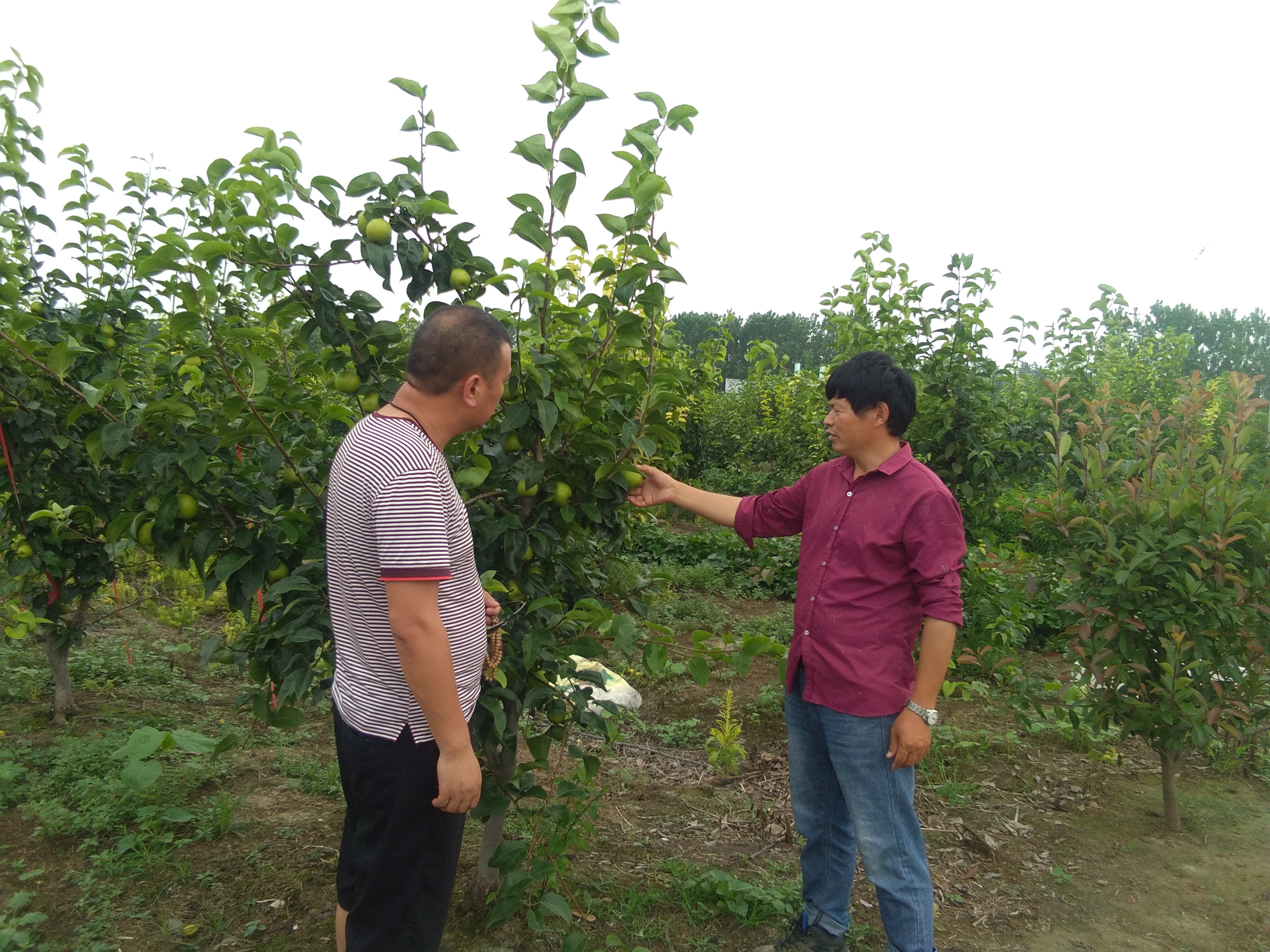 千鸟园宿迁美食,千鸟园桃缘