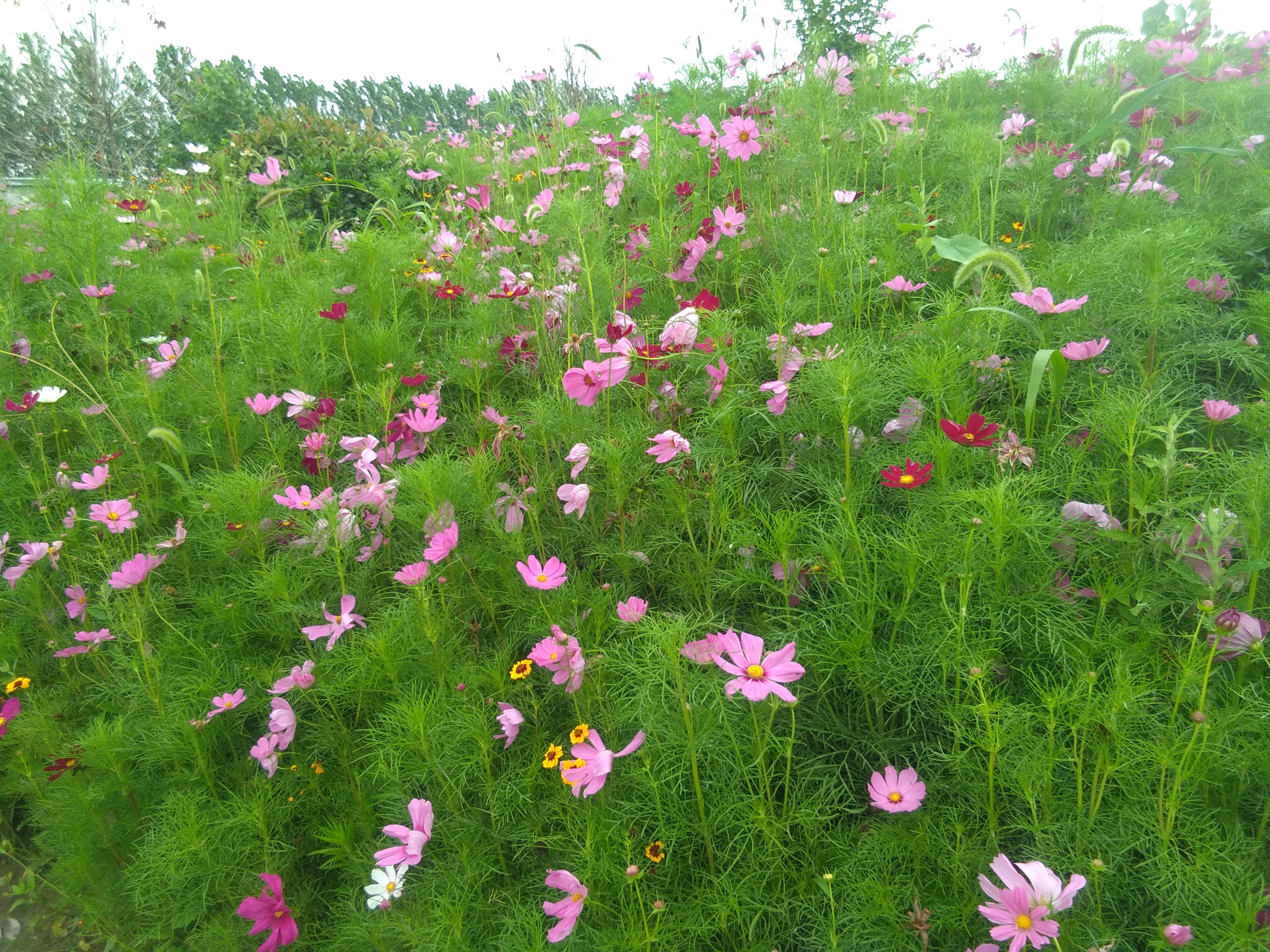 千鸟园宿迁美食,千鸟园桃缘