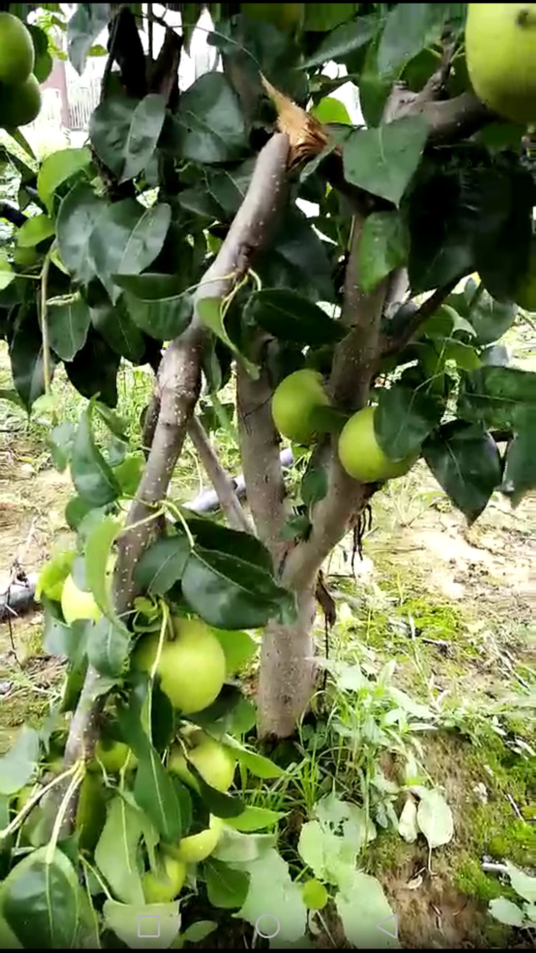 千鸟园宿迁美食,千鸟园桃缘
