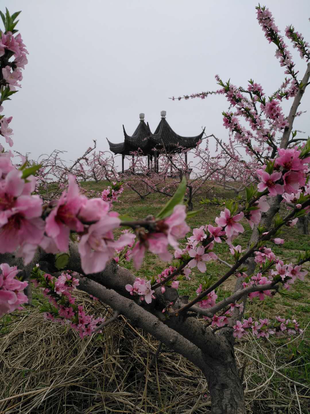 千鸟园宿迁美食,千鸟园桃缘