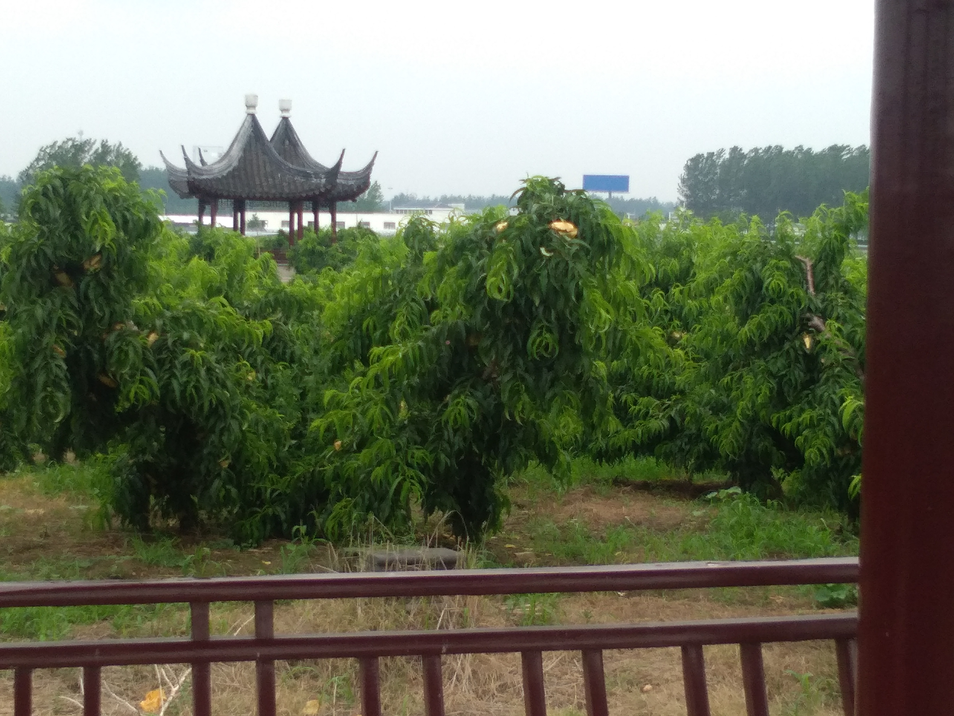 千鸟园宿迁美食,千鸟园桃缘