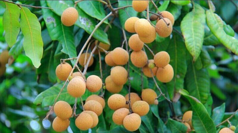 哪种龙眼是最小的,红皮龙眼简介