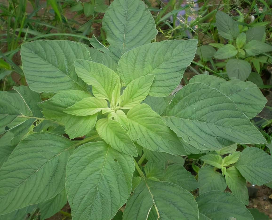 38种常见入侵植物花朵,38种疯狂的入侵植物