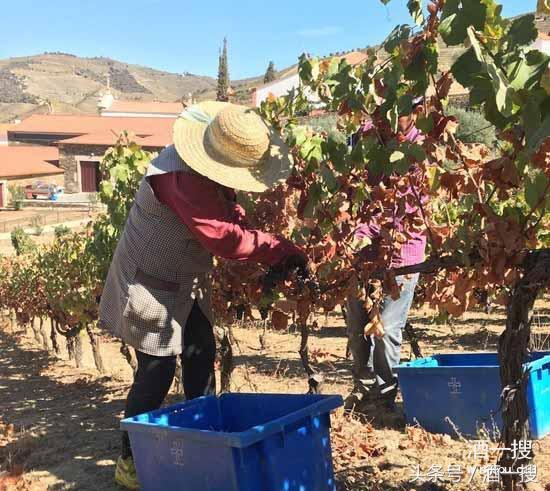 葡萄酒的价格段和销量,穆泽酒庄干红葡萄酒价格