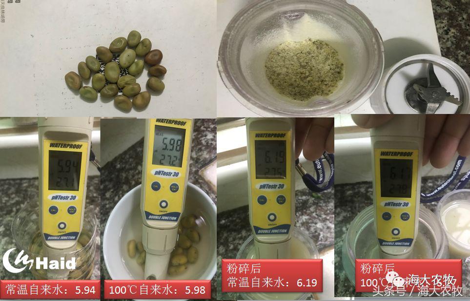 靠吃蚕豆吃出超高鱼价，这条鱼古法养殖名震全国