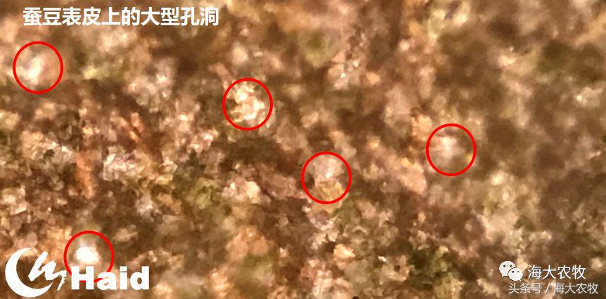 靠吃蚕豆吃出超高鱼价，这条鱼古法养殖名震全国