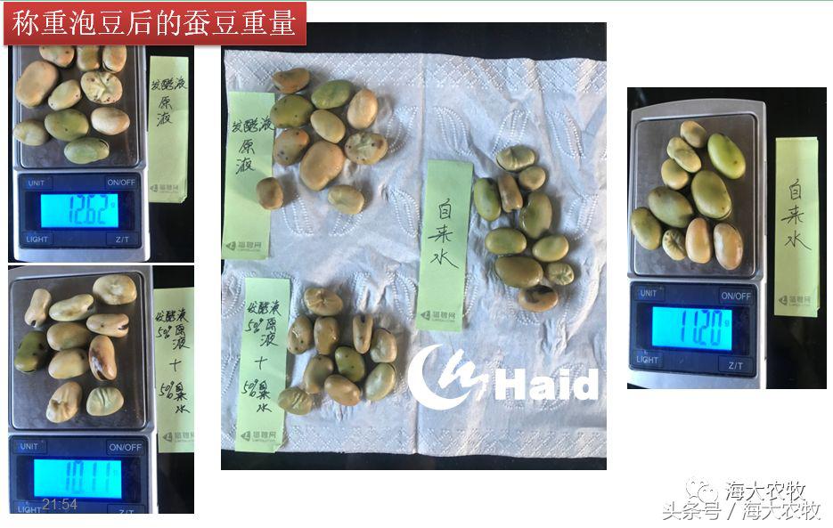 靠吃蚕豆吃出超高鱼价，这条鱼古法养殖名震全国