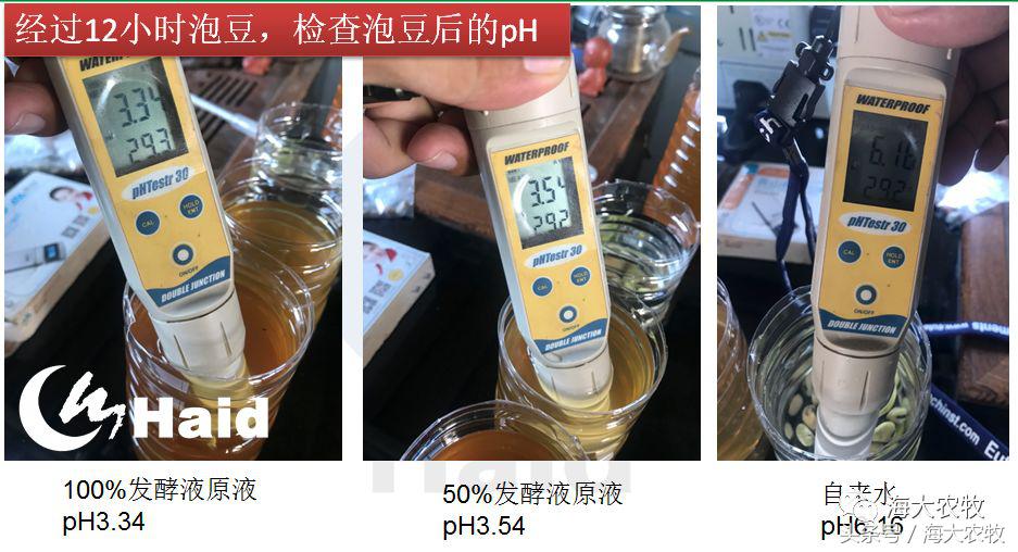 靠吃蚕豆吃出超高鱼价，这条鱼古法养殖名震全国