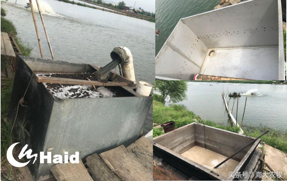 靠吃蚕豆吃出超高鱼价，这条鱼古法养殖名震全国