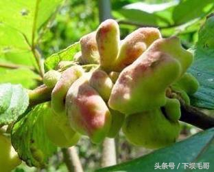 90后的童年农村野果,90年代的孩子有多少零花钱