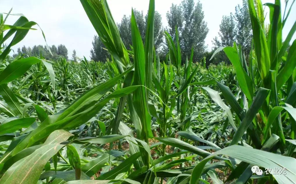 防玉米倒伏最好方法,狂风暴雨过后玉米倒伏咋办