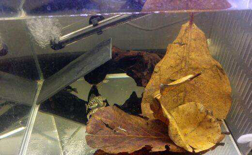 蒸馏水调节鱼缸酸碱度和硬度,鱼缸酸碱度用小苏打怎么调节