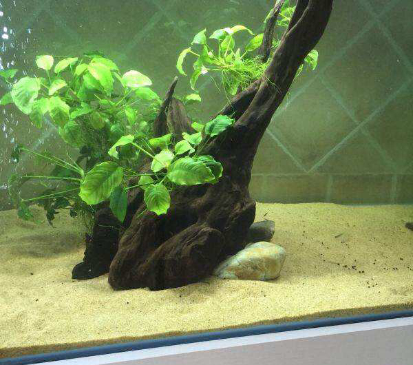 蒸馏水调节鱼缸酸碱度和硬度,鱼缸酸碱度用小苏打怎么调节