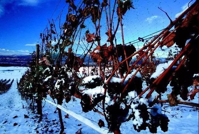 冰点零下7度北冰红冰酒,长白山冰酒零下45度