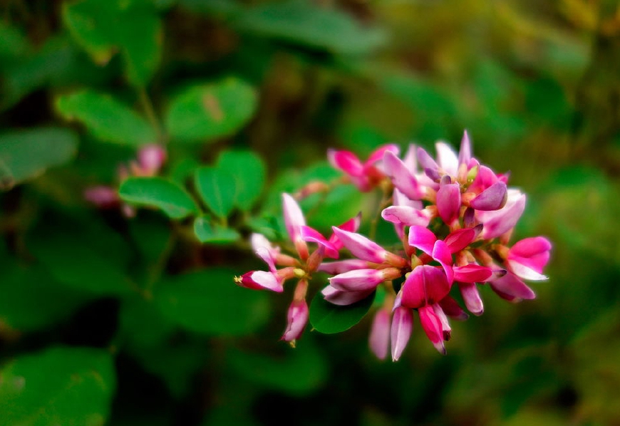 豆科鸡血藤属植物,鸡血藤是植物吗