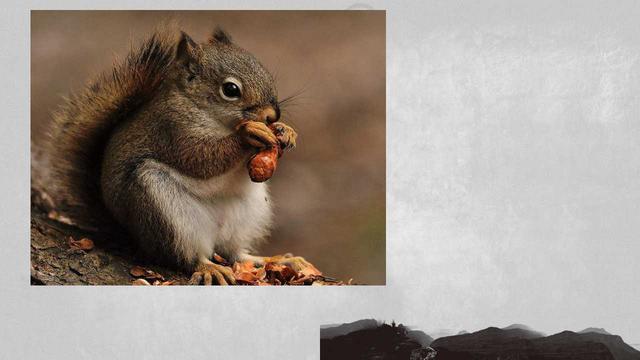 生肖鼠的五大特征,你真正的了解生肖鼠吗