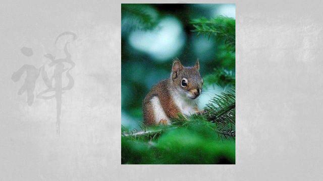 生肖鼠的五大特征,你真正的了解生肖鼠吗