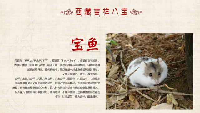 生肖鼠的五大特征,你真正的了解生肖鼠吗