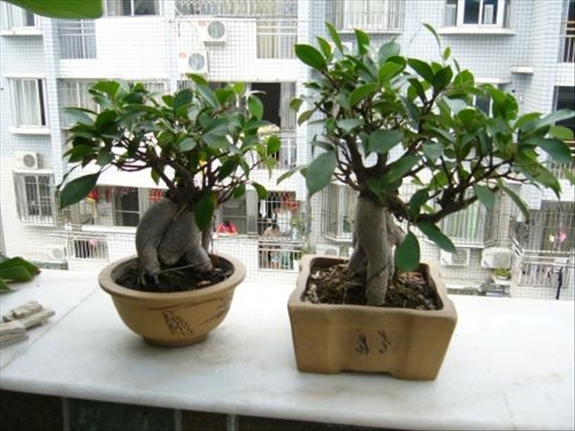 榕树种植方法土壤要求,榕树种植方法与技巧