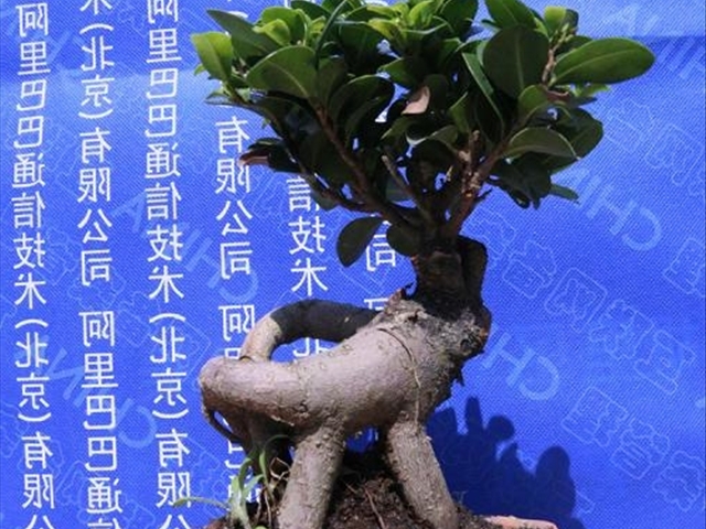 榕树种植方法土壤要求,榕树种植方法与技巧