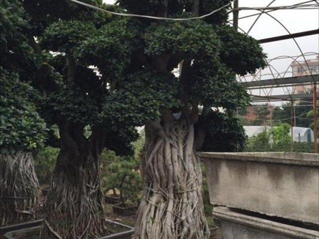 榕树种植方法土壤要求,榕树种植方法与技巧