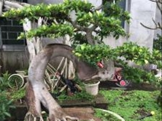 榕树种植方法土壤要求,榕树种植方法与技巧