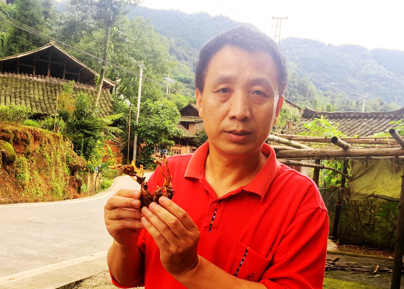 神奇的洪雅：七月里蝉花盛开凤凰村唐僧肉香