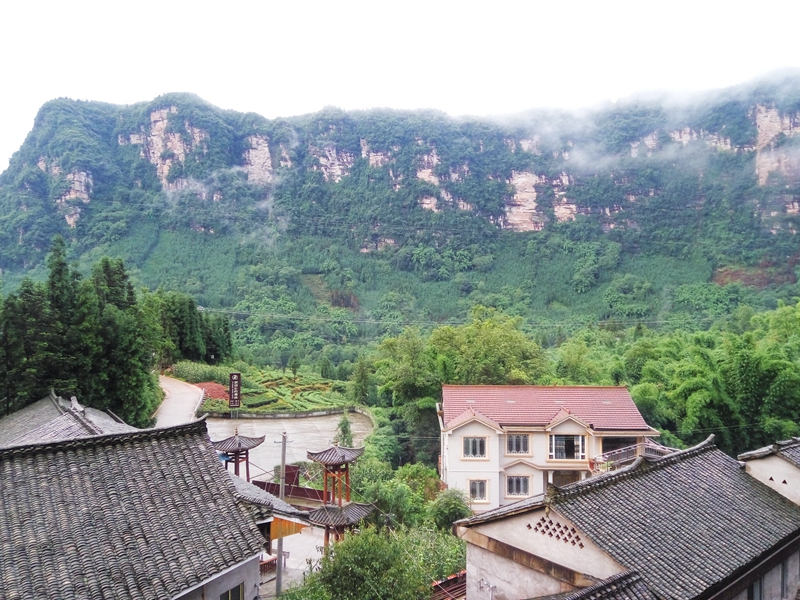 神奇的洪雅：七月里蝉花盛开凤凰村唐僧肉香