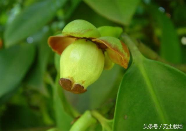 榴莲是水果之王好多人喜欢吃,榴莲堪称水果皇后一点也不假