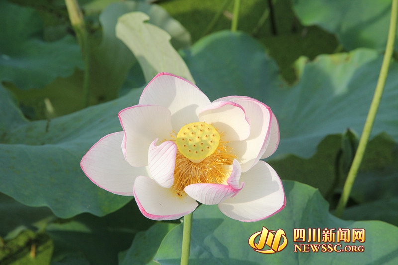 “荷香清韵魅力瞿家”广安岳池县第二届荷花节开幕