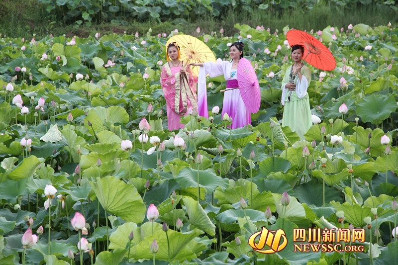 “荷香清韵魅力瞿家”广安岳池县第二届荷花节开幕