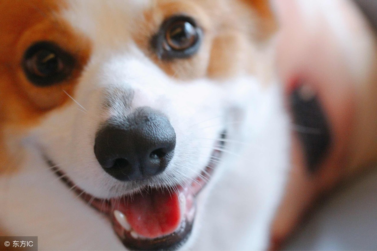 十种记仇的狗法国斗牛犬,可爱无比的狗斗牛犬