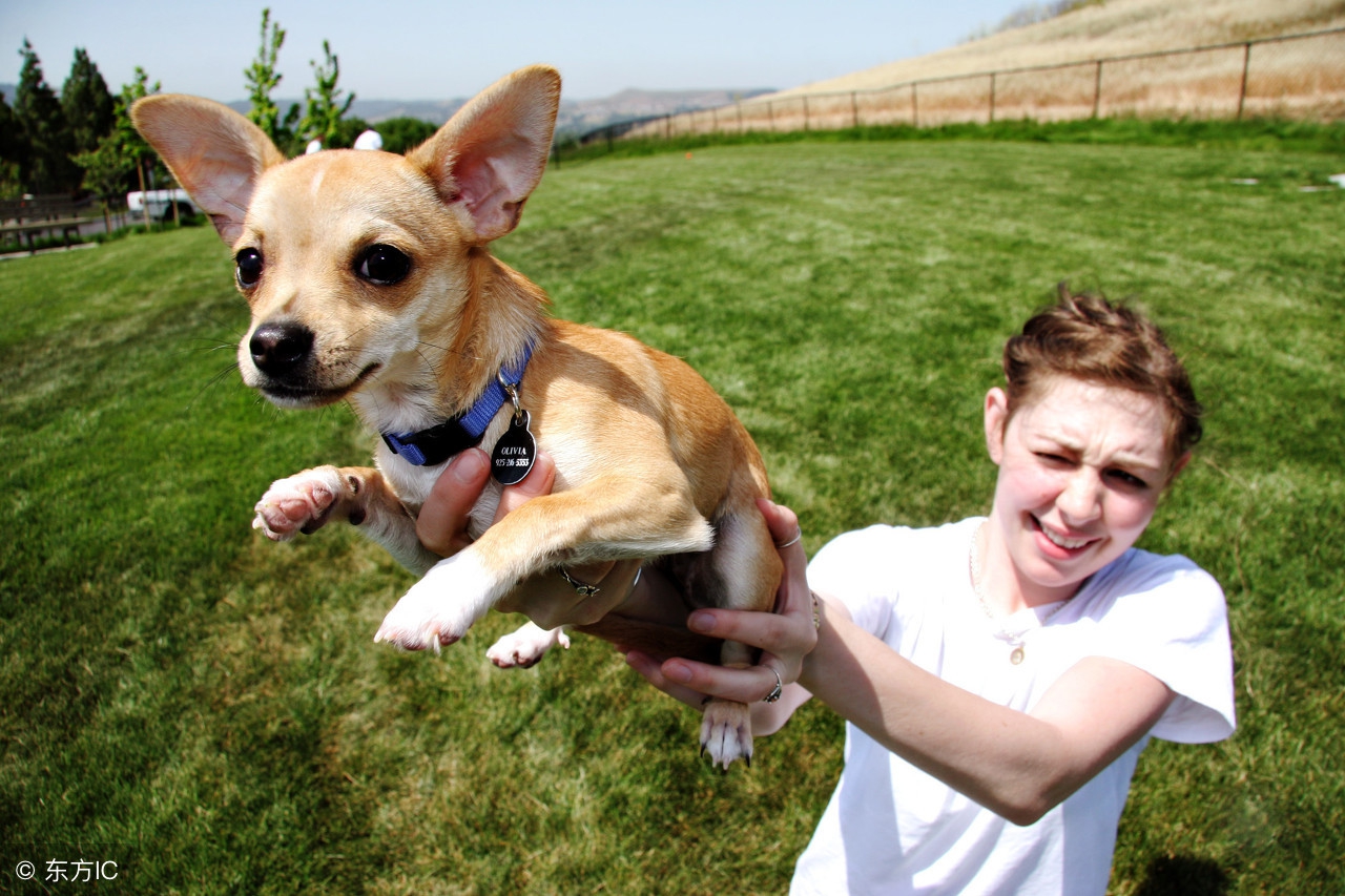 十种记仇的狗法国斗牛犬,可爱无比的狗斗牛犬