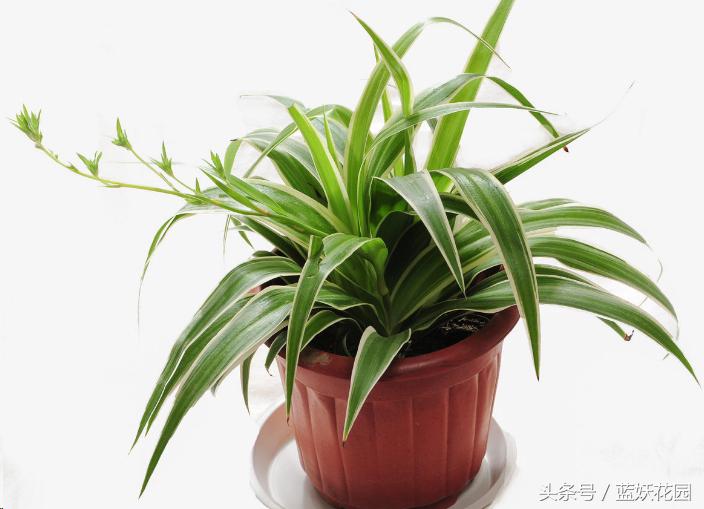 适合夏天养的花有哪些水培,好养的花适合一年四季养水培