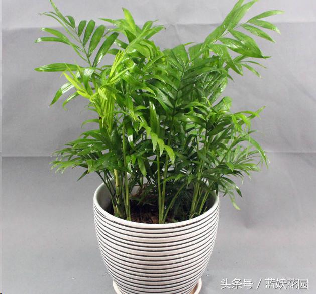 适合夏天养的花有哪些水培,好养的花适合一年四季养水培