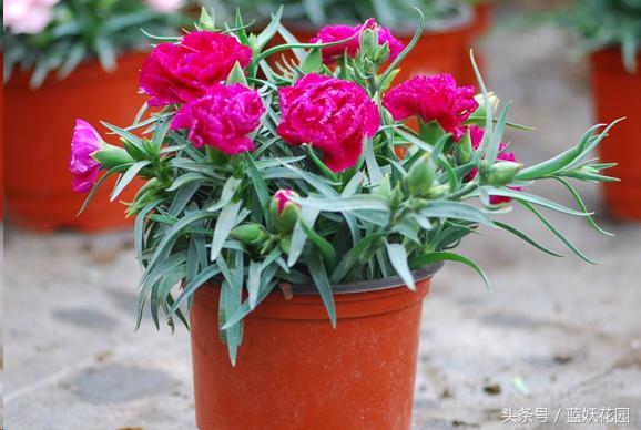 适合夏天养的花有哪些水培,好养的花适合一年四季养水培