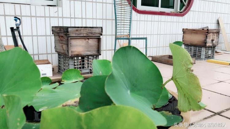 怎么有效的喂蜂水,怎么自己做诱蜂水