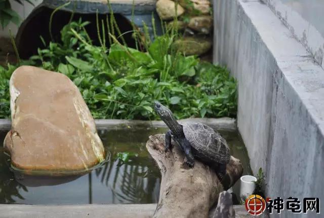 夏天乌龟中暑的症状,露台养龟如何防中暑