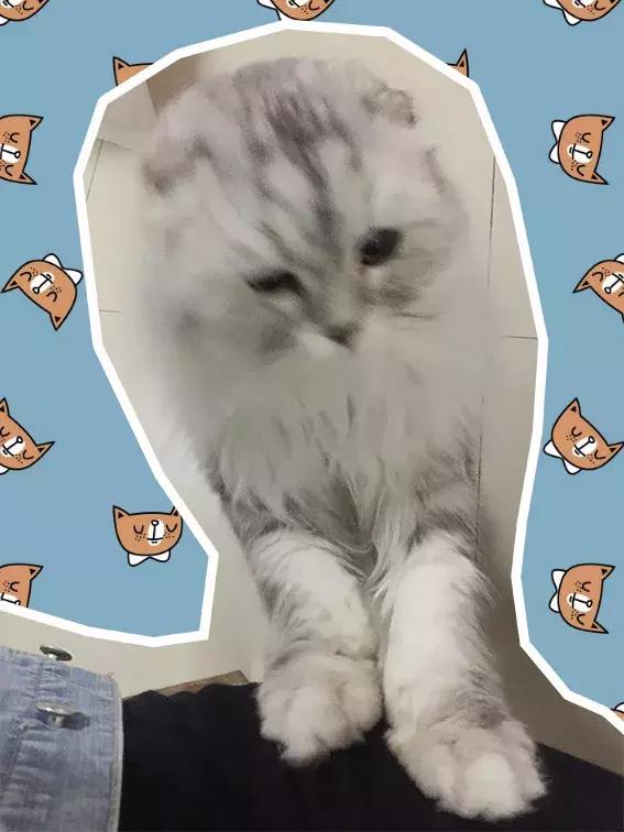 猫记仇的表现视频,猫记仇怎么消除