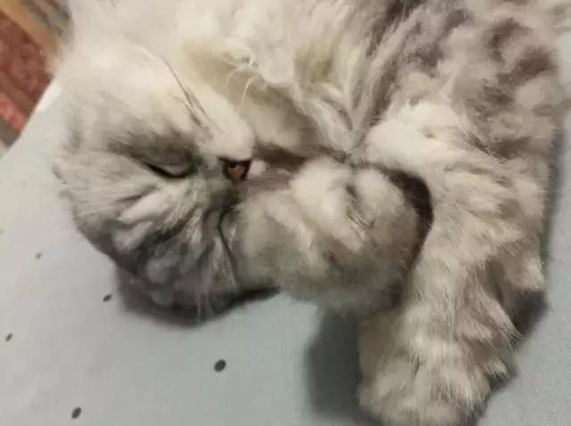 猫记仇的表现视频,猫记仇怎么消除