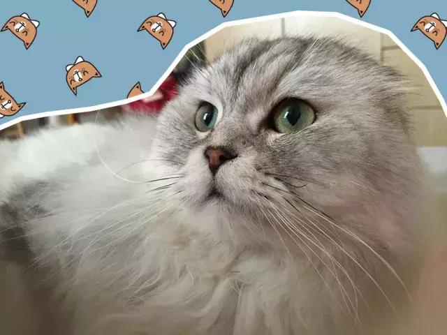 猫记仇的表现视频,猫记仇怎么消除