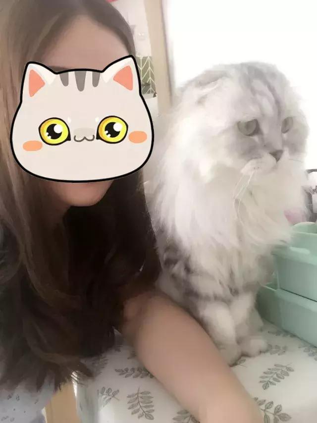 猫记仇的表现视频,猫记仇怎么消除