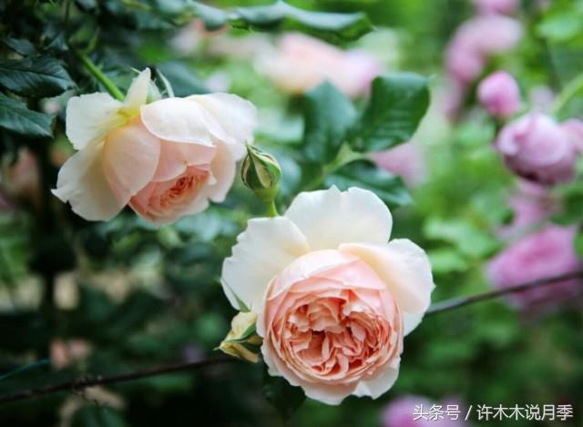 月季被茎蜂咬过的枝怎么痊愈,月季叶片被咬断