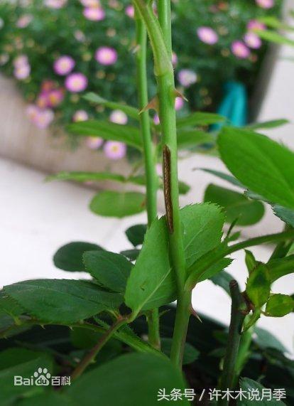 月季被茎蜂咬过的枝怎么痊愈,月季叶片被咬断