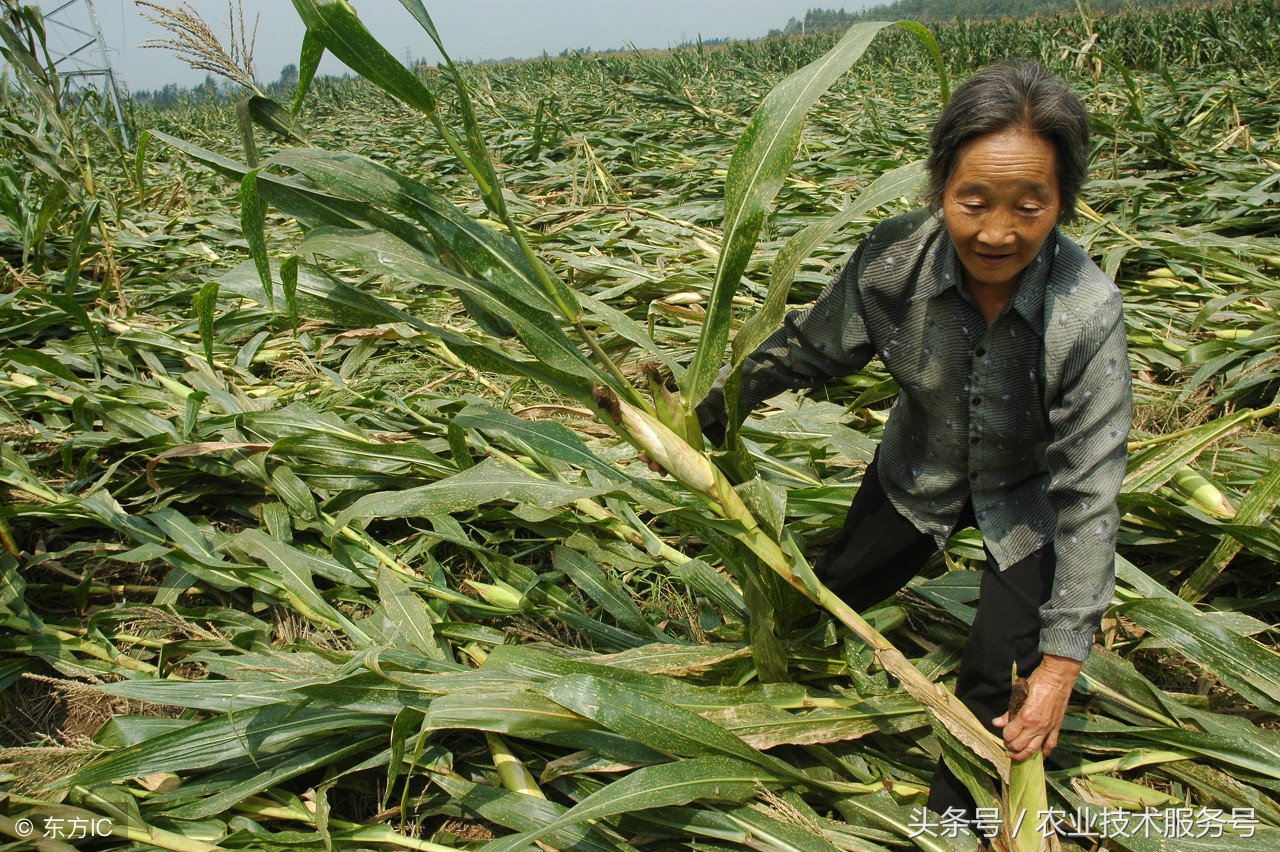 玉米刚刚出穗下雨倒伏还能丰收吗,连日暴雨玉米倒伏怎么补救