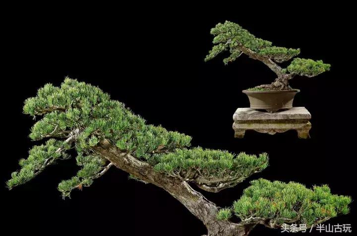 花卉盆景拍卖 (园林盆景拍卖)